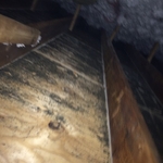 Attic Mold