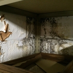 Basement Mold