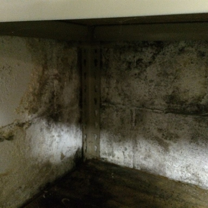 Basement Mold