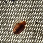 FEMALE BED BUG