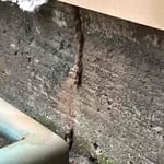 TERMITE TUBE
