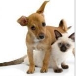 Pet Stain & Ordor Specialist