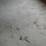 Nasty Carpet