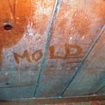 Mold Remediation and Abatement