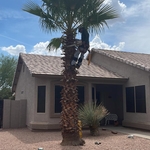 Tree Service Project