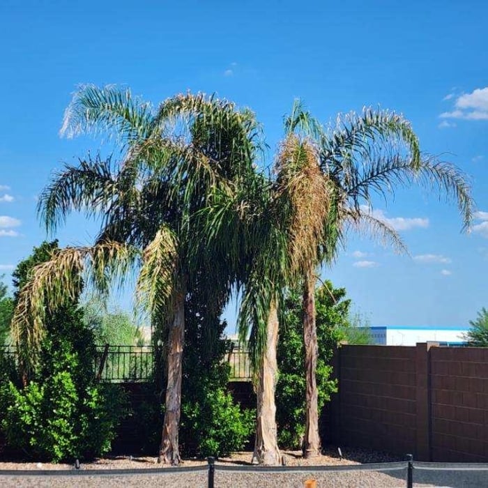 Tree Service Project