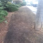 Lawn Aeration and De-thatching