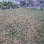 Lawn Aeration and De-thatching