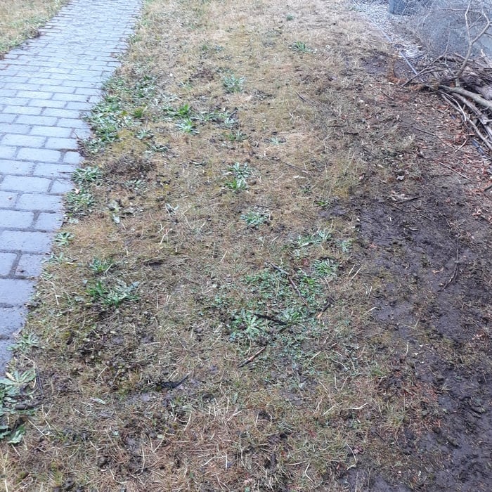Lawn Aeration and De-thatching