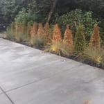 New lawn,planst and trees