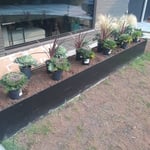 New lawn,planst and trees