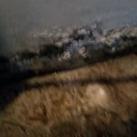 Mold Remediation
