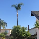 Palm tree trimmed