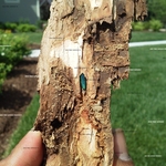 Emerald Ash Brer