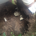 Repair sewer