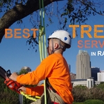 Professional tree service at an affordable rate