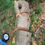 Risk assessment and tree limb surgery