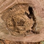 Risk assessment and tree limb surgery