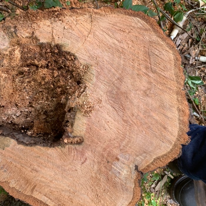 Risk assessment and tree limb surgery