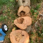 Risk assessment and tree limb surgery