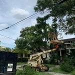 Trimming and hazardous tree limbs surgery