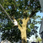 Tree Cutting