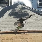 Emergency Tree Service