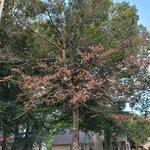 Tree Removal
