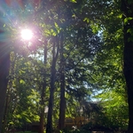 Tree Removal