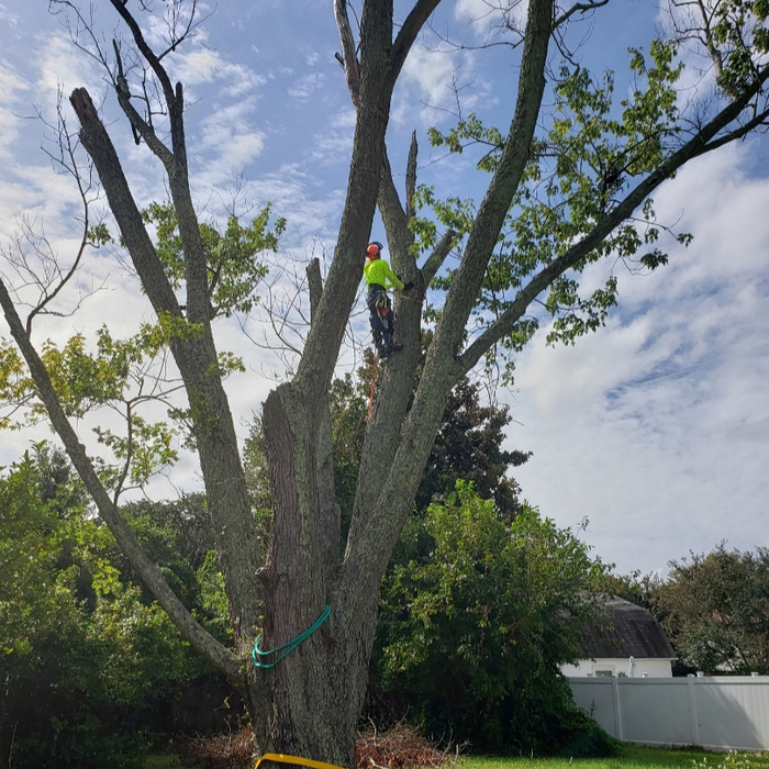 Tree Removal