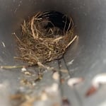 Bird's Nest Removal