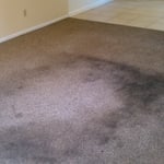 Apartment carpet cleaning