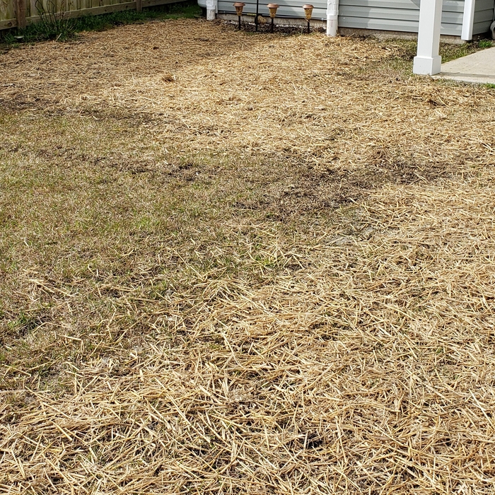 Grass Installed back over excavated ditch, seeded with contractors mix and then we placed wheat straw over top to secure the areas.