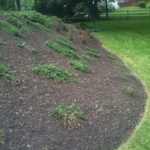 Flower bed ....