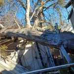 Fallen Tree, Emergency Tree Removal