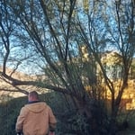 Before picture of overgrown bush / tree on property