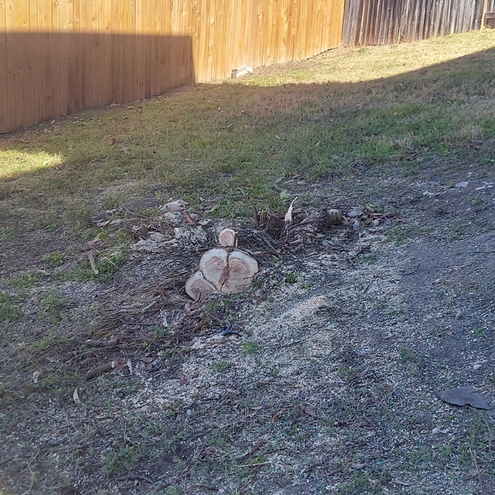 After picture of overgrown Bush/ tree in back yard of property removed.