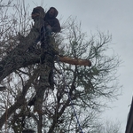 Tree Removal