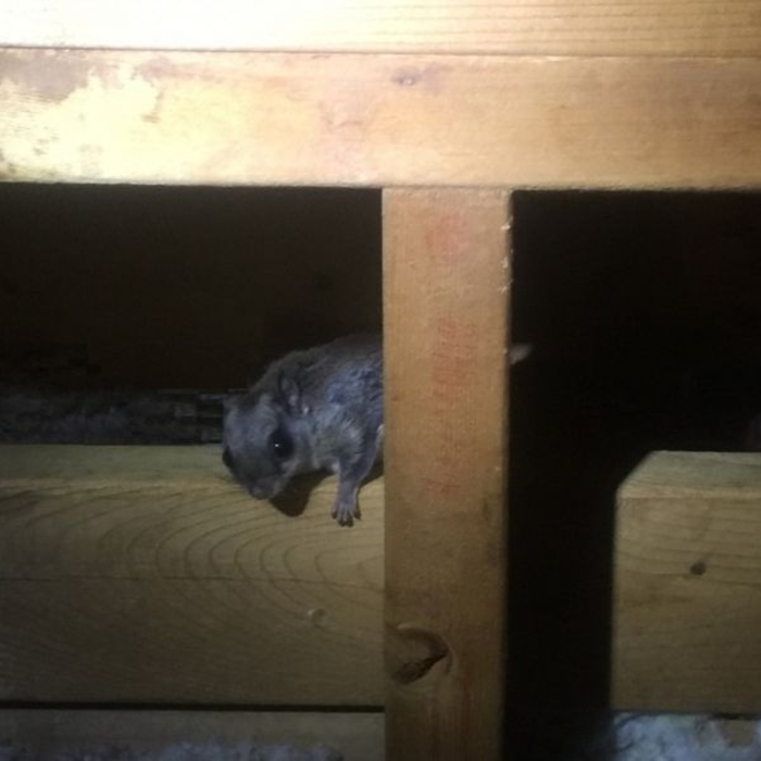 Flying Squirrel