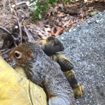 Squirrel Pics