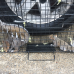 Multi-Catch trap