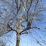 Beauregard Tree Removal