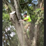 Tree Service