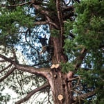 Giant Sequoia Tree