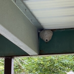 Pest Control/Exterminating Project