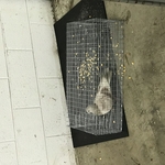 Pest Control/Exterminating Project