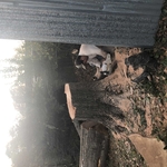 Tree Service Project