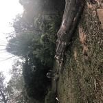 Tree Service Project