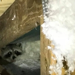 Mama Racoon found in an attic. She was removed and humanely relocated safely along with her 2 babies.