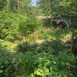 Removal of a Medium Size Maple Tree